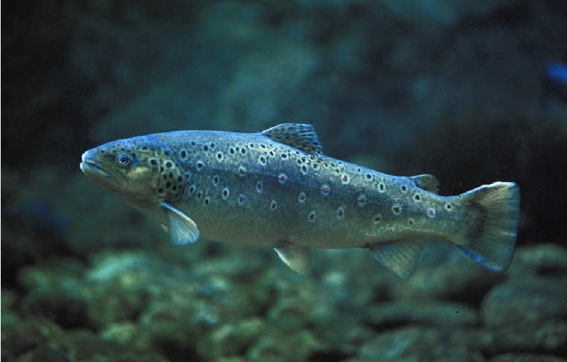 Cá hồi (Salmo salar)