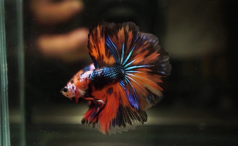 Cá Betta Halfmoon