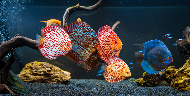 Cá Hồng Vĩ (Discus fish)