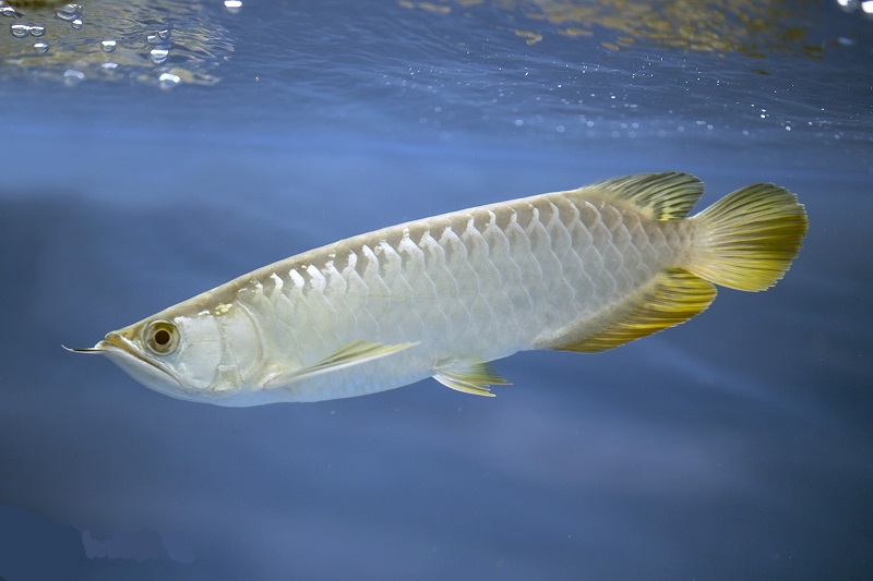 Cá Rồng (Arowana)