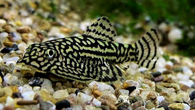 Cá lau kiếng bướm (Hypostomus leopardinus)