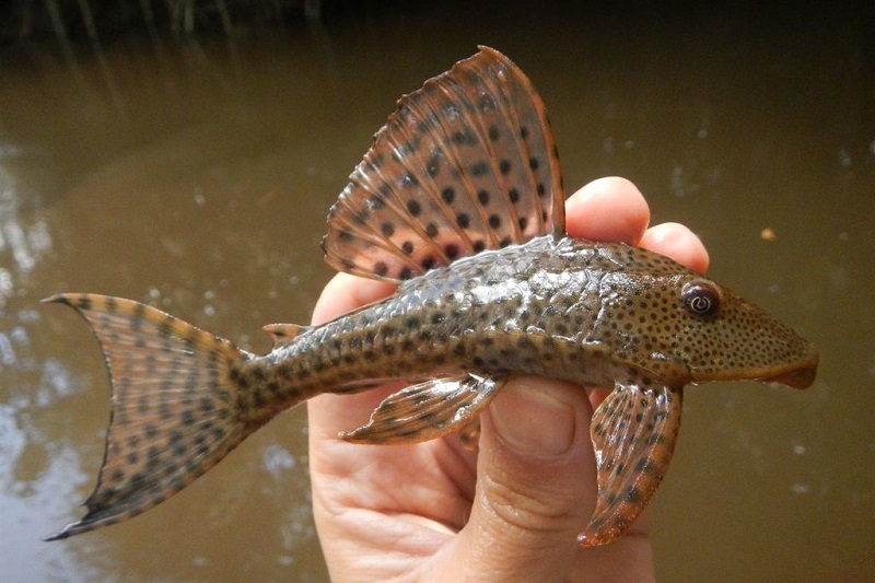 Cá lau kiếng pleco (Hypostomus plecostomus)