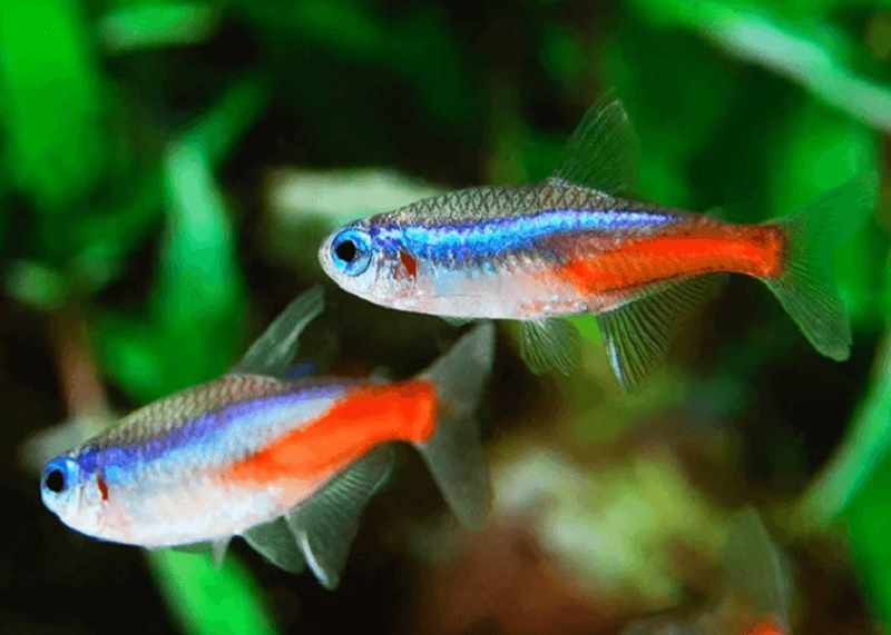 Cá Neon (Neon Tetra)