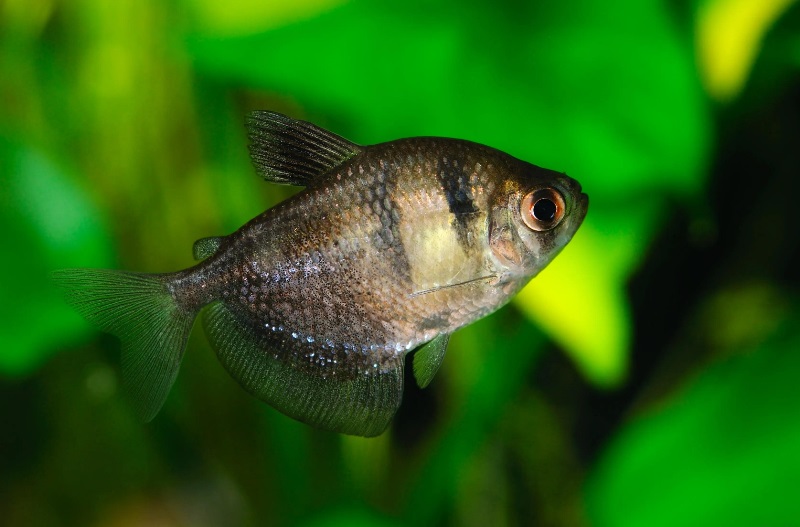 Cá tetra đen (Gymnocorymbus ternetzi)