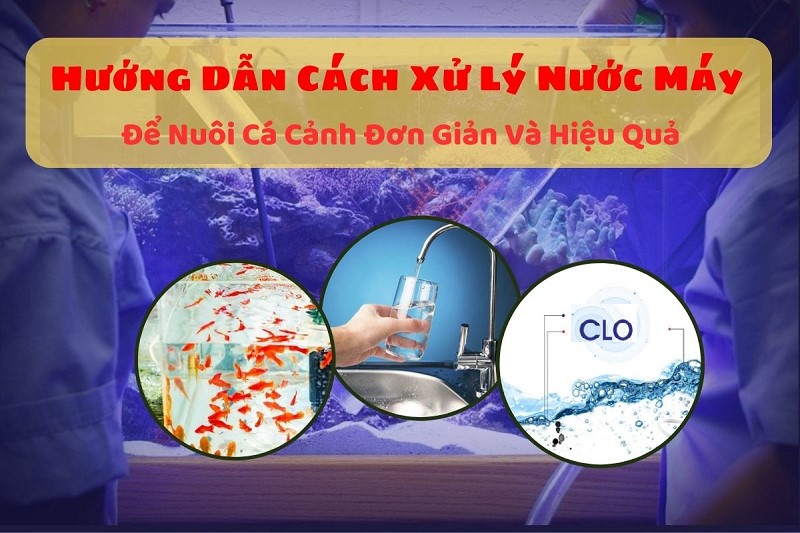 Cách xử lý nước máy trước khi thay cho cá cảnh