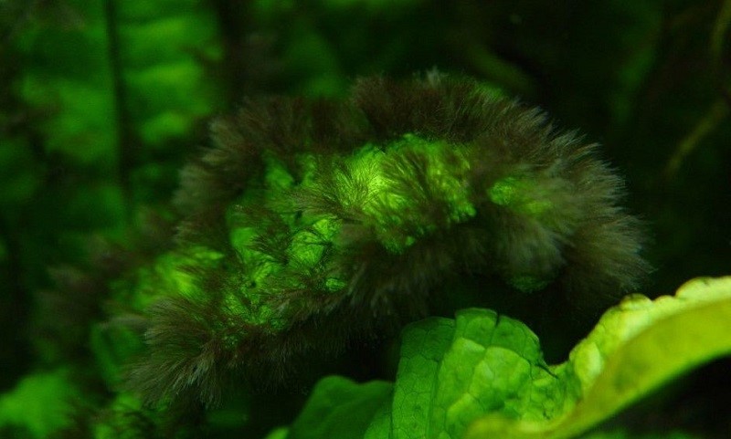 Rêu đen (Black Beard Algae - BBA)