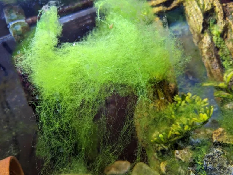 Rêu râu (Hair Algae)