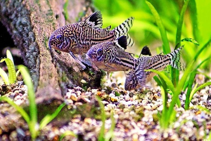 Cá chuột pleco (Panaque nigrolineatus)