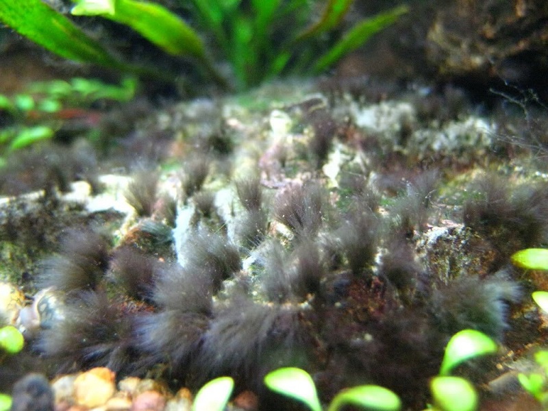 Rêu đen (Black beard algae)