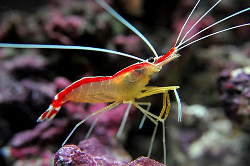 Tép Cleaner Shrimp (Lysmata amboinensis