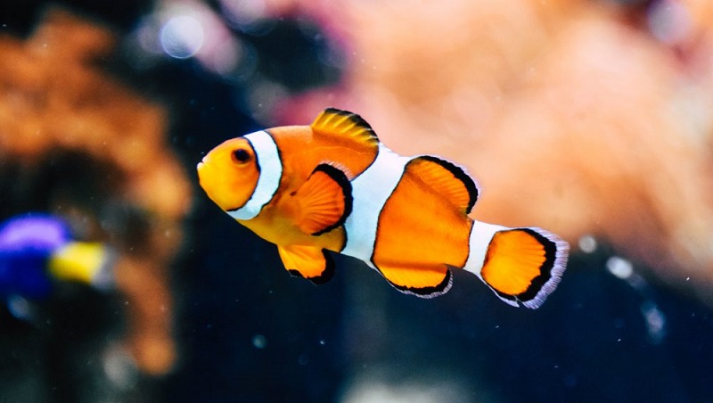 Tương tác với cá Nemo