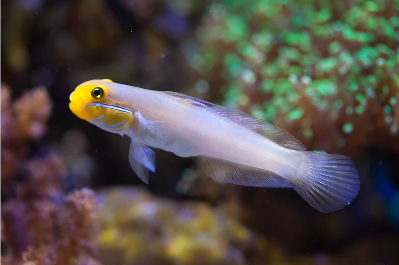 Cá bống (Gobies)