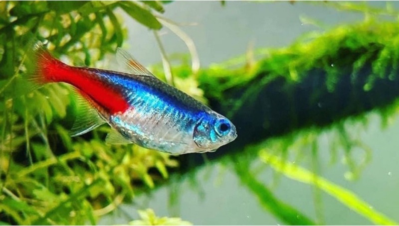 Cá neon tetra